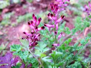 جلای کبد با دمنوش عرق شاتره 